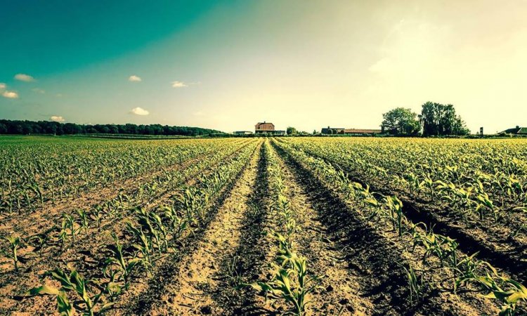 Pesticide-AZ.ro – Achizitioneaza o gama variata de fungicide care protejeaza plantele de diferite tipuri de boli