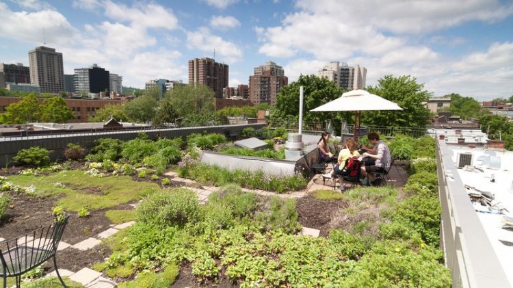 Acoperis verde un element inovativ - Odu Green Roof