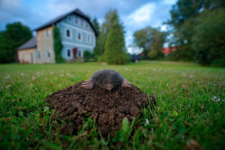 De ce ar trebui să scapi de cârtițe cât mai repede?