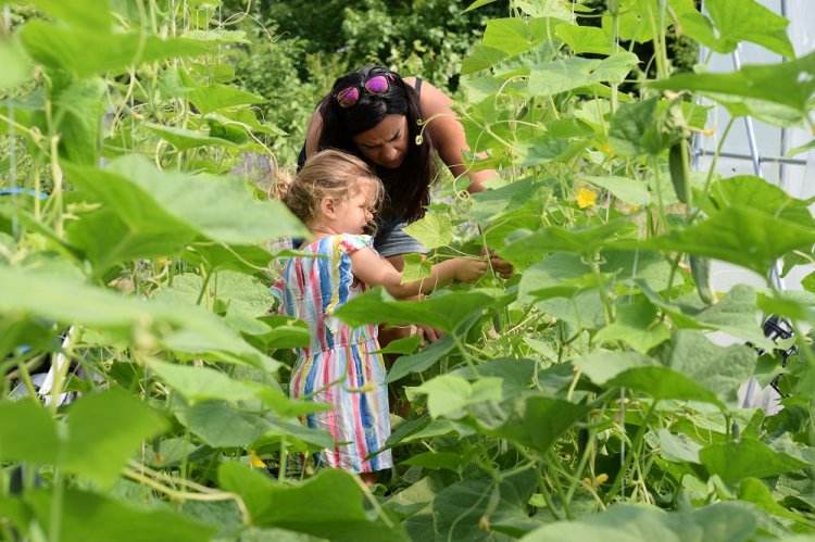 Bucureștenii pot cumpăra legume ecologice, culese chiar de ei, de la singura fermă urbană din Capitală