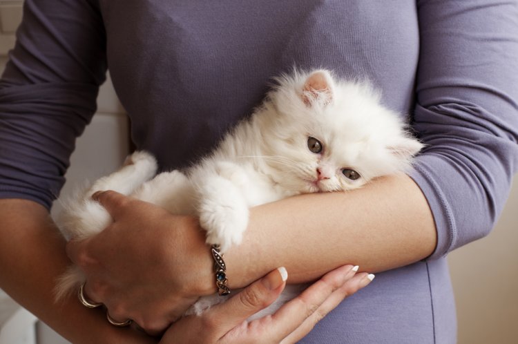 Cum îndepărtam părul de animale?