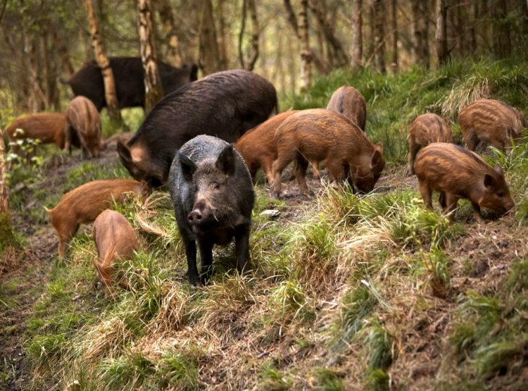 Cum poți speria animalele sălbatice pentru a-ți proteja culturile