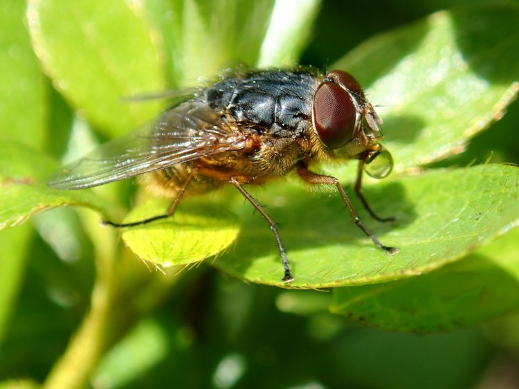 Care sunt cele mai periculoase insecte pentru sănătate?
