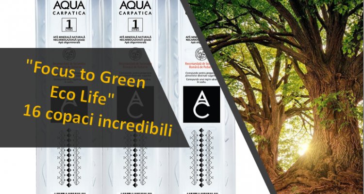 „Focus to Green Eco Life” – 16 copaci incredibili cu esenţe tǎmǎduitoare