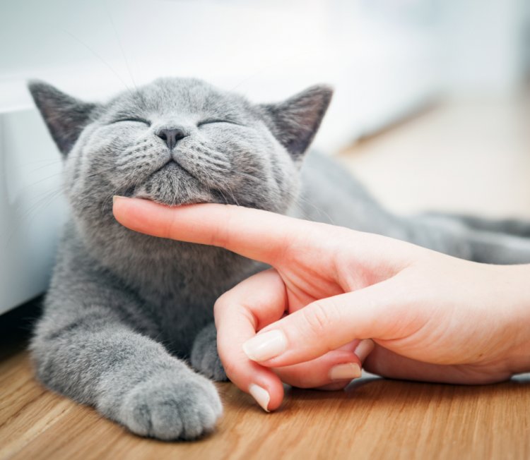 Ai nevoie de un distribuitor veterinar? Descopera ce produse iti poate furniza!
