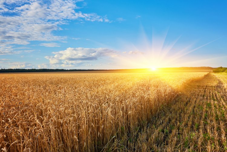 Criterii pentru alegerea aditivilor potriviți pentru culturile agricole
