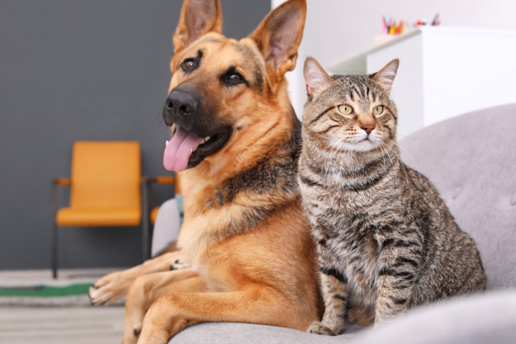Lucrezi de acasă și ai un animăluț de companie? 3 sfaturi practice