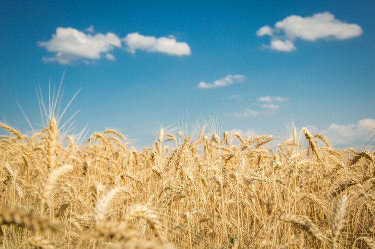 Un nou produs de asigurare pentru agricultorii români: „Indice de secetă - umiditatea relativă a solului”
