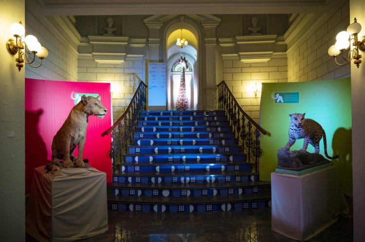Art Safari și Muzeul Antipa prelungesc expozițiile temporare simultane