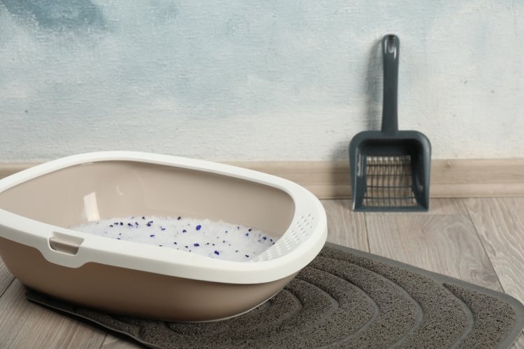 5 sfaturi pentru a folosi silicatul de litieră