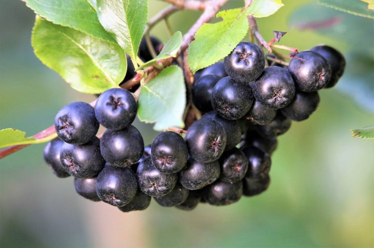 Piața globală de Aronia se așteaptă să continue trendul de creștere în 2023