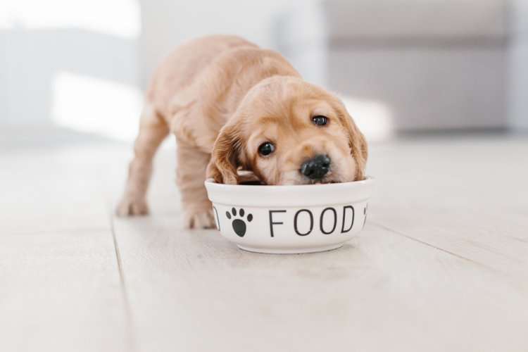 Alimentația câinelui: Cum îl hrănești corect în funcție de vârstă
