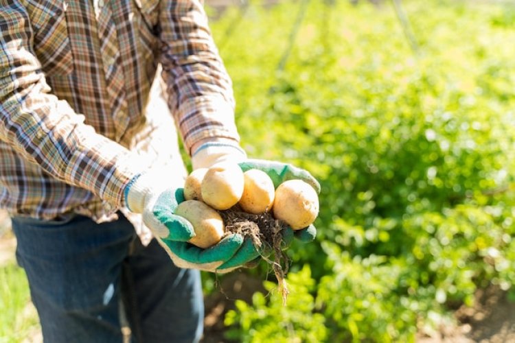 Ce sunt viermii de sârmă și cum afectează culturile agricole?