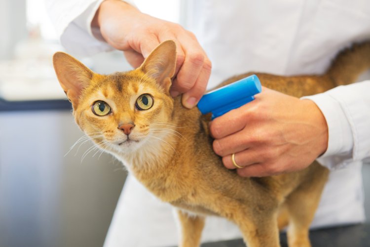 Care sunt avantajele microcipării animalelor de companie