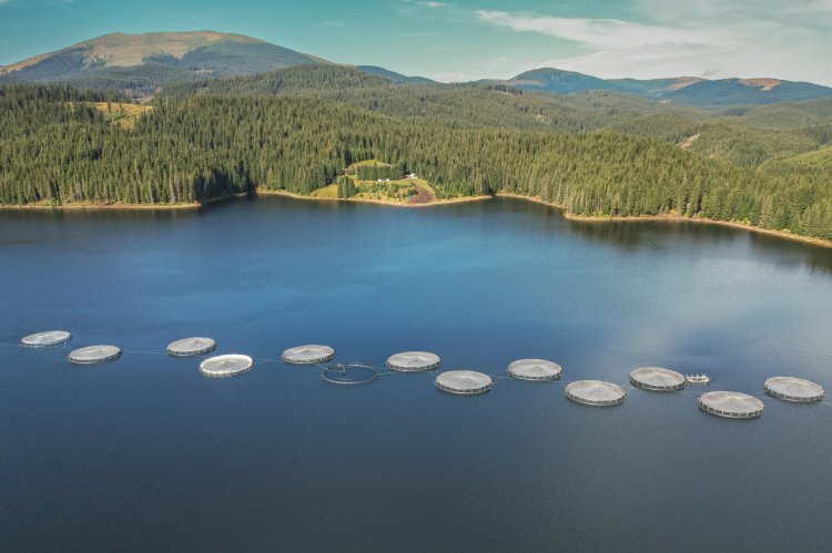 Cooperativa „Păstrăvul din Țara Ta” inaugurează prima fermă piscicolă pe lacul Oașa