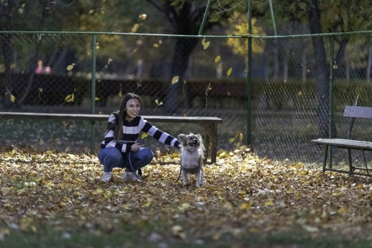 Școala lui Codruț: Drumul câinilor abandonați spre o noua viață