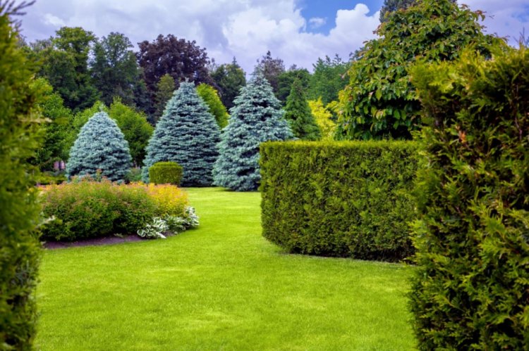 Amenajare cu conifere: cum sa-ti transformi gradina intr-un paradis verde?
