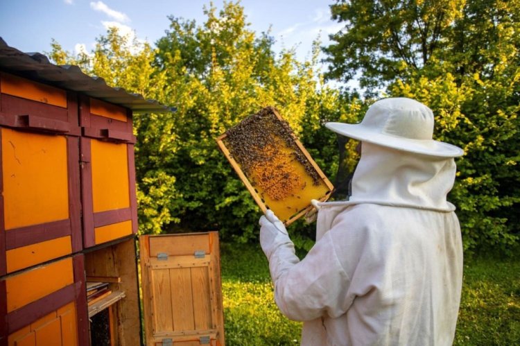 Top 5 echipamente esențiale pentru orice apicultor începător