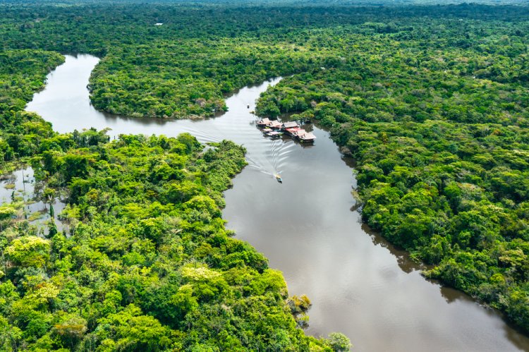 Animale interesante care traiesc in jungla Amazoniana