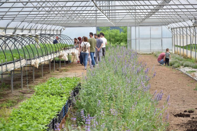 Ziua Verde la ferma bio&co: agricultură ecologică și integrare socială la firul ierbii